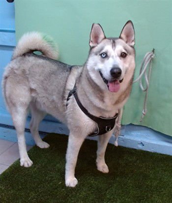 EMARALD - Husky available for adoption