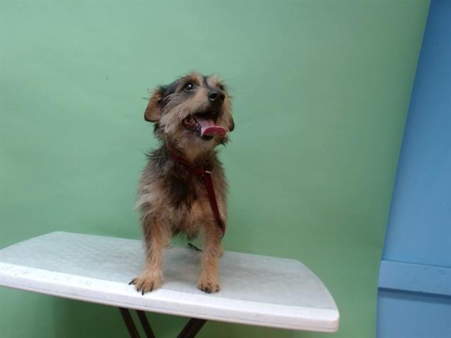 CHOPPER - Terrier available for adoption