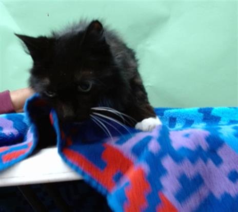 BOOTSIE - Domestic Short Hair available for adoption