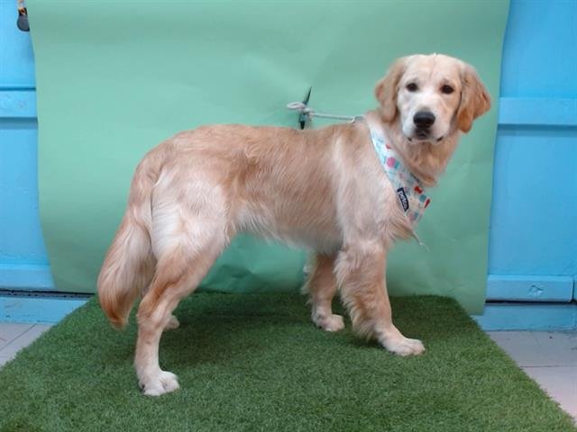 CHARLIE - Golden Retriever available for adoption