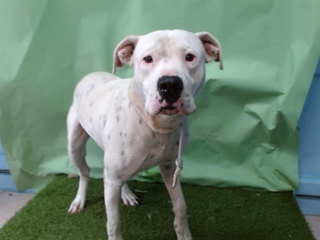 GHOST - Dogo Argentino available for adoption