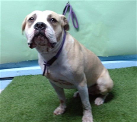 BUSTER - Pit Bull Terrier available for adoption