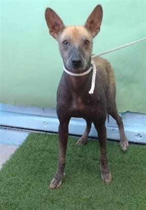CASH - Mexican Hairless / Chihuahua available for adoption