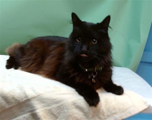 BOOBOOKITTY - Domestic Long Hair available for adoption