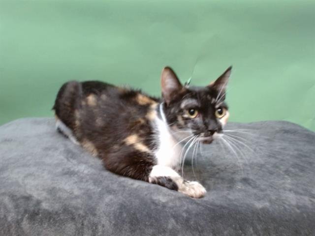 SNICKERS - Domestic Short Hair available for adoption