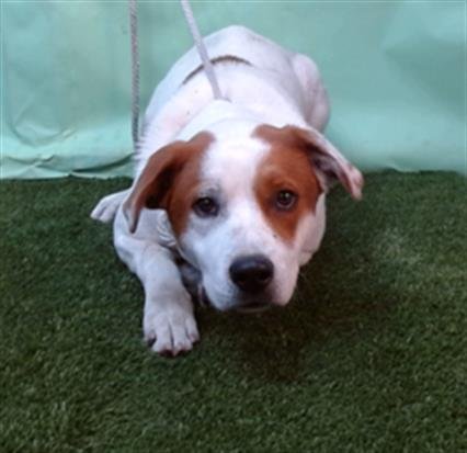 ROVER - Pointer / Pit Bull Terrier available for adoption