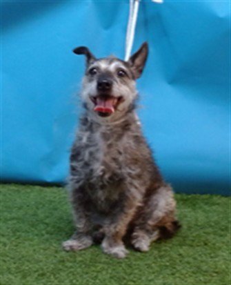 CHOCOLATE - Terrier for adoption in Torrance