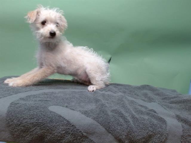 A5750333 - Maltese available for adoption