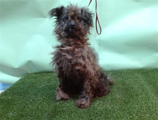 SHASTA - Terrier available for adoption