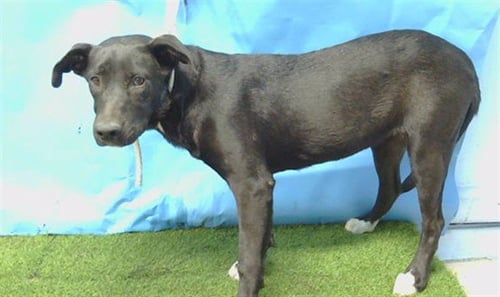 A5794227 - Labrador Retriever available for adoption