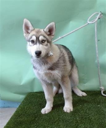 A5754307 - Siberian Husky / German Shepherd Dog available for adoption