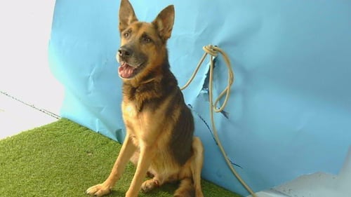 SIMON - German Shepherd Dog available for adoption
