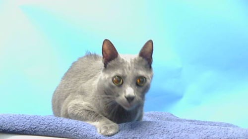 GEORGE - Domestic Short Hair available for adoption