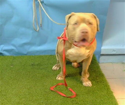A5805103 - Pit Bull Terrier available for adoption