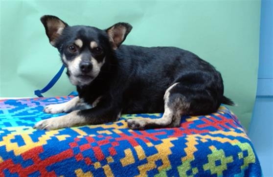 GUMBY - Rat Terrier / Chihuahua available for adoption