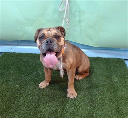 A5762162 - Bulldog available for adoption