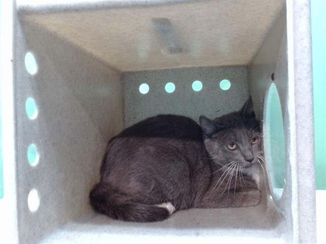 HALSEY - Domestic Short Hair available for adoption