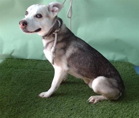 DOBBI - Australian Cattle Dog/Blue Heeler / Siberian Husky available for adoption