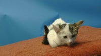 SPOT - Photo 1