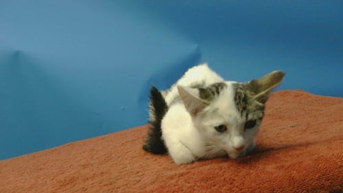 SPOT - Domestic Short Hair available for adoption