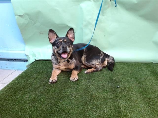 A5757716 - Pit Bull Terrier / Australian Cattle Dog/Blue Heeler available for adoption