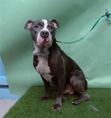 TWILIGHT - Pit Bull Terrier / Boxer available for adoption