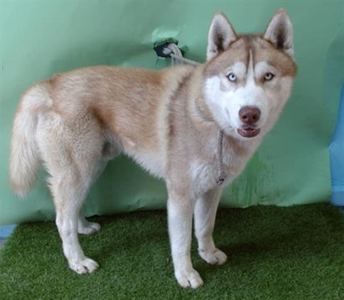 BEAR - Siberian Husky available for adoption