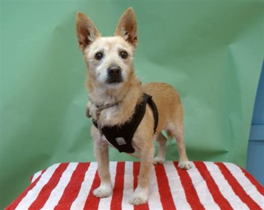 NIKOLAI - Terrier available for adoption