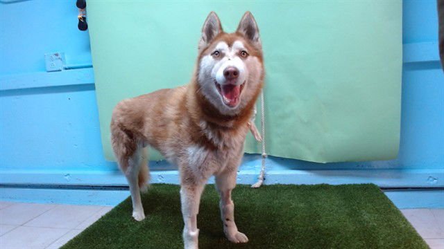 WILLOW A5760408 - Siberian Husky available for adoption
