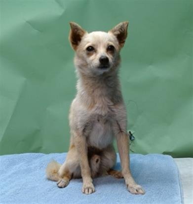 CHARGER - Chihuahua available for adoption