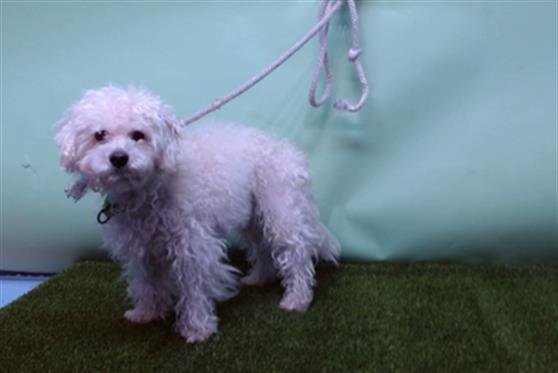 JAYLEN - Poodle (Miniature) / Maltese available for adoption