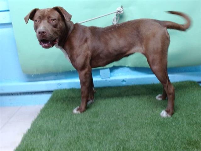 PEPPER - Pit Bull Terrier available for adoption