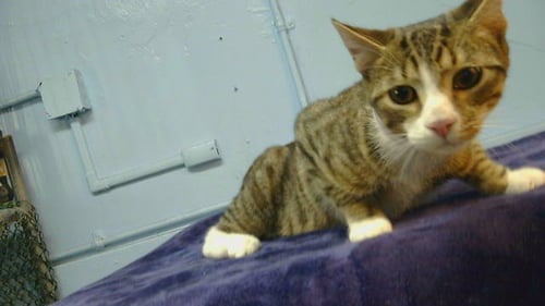MAMBO - Domestic Short Hair available for adoption
