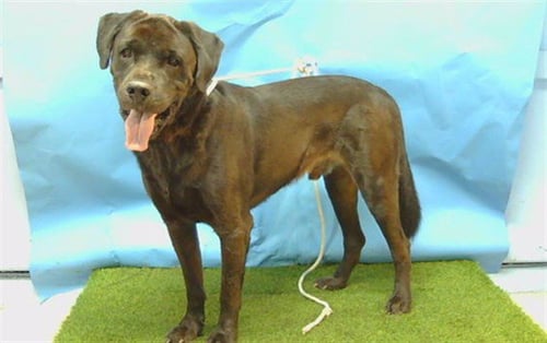 PANTHER - Labrador Retriever / Rottweiler available for adoption
