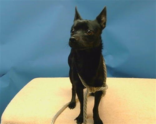 SPENCER - Chihuahua available for adoption