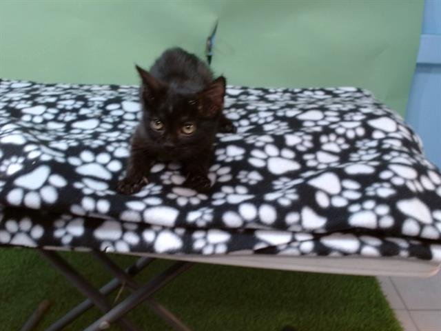 COVEN - Domestic Short Hair available for adoption