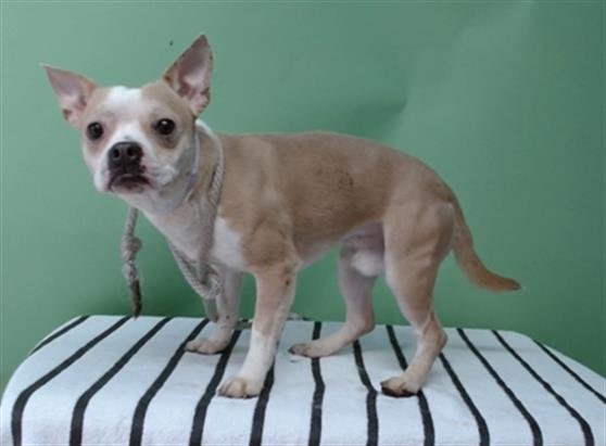 GUNTHER - Terrier / Boston Terrier available for adoption