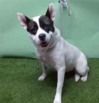 HAILEY - Pit Bull Terrier available for adoption