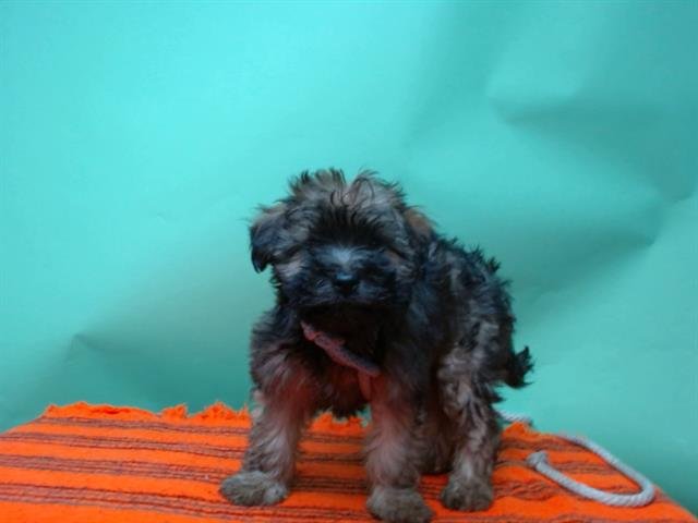 A5748655 - Terrier available for adoption