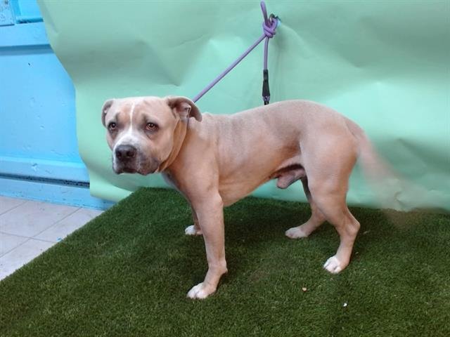 MOOSE - Pit Bull Terrier available for adoption