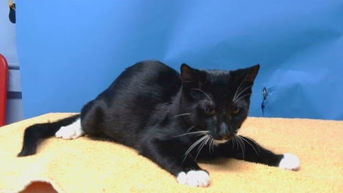 A5791667 - Domestic Short Hair available for adoption