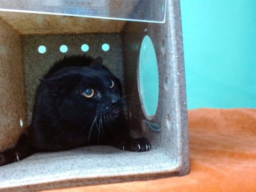 NUBBIN - Domestic Medium Hair available for adoption