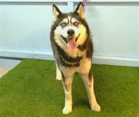 NALA - Photo 1