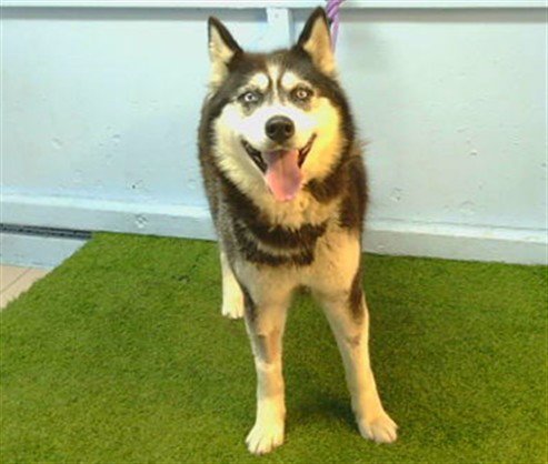 NALA - Siberian Husky available for adoption