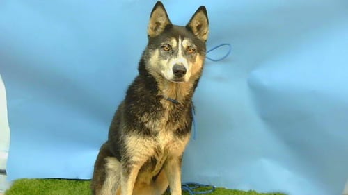 NALA - Siberian Husky available for adoption
