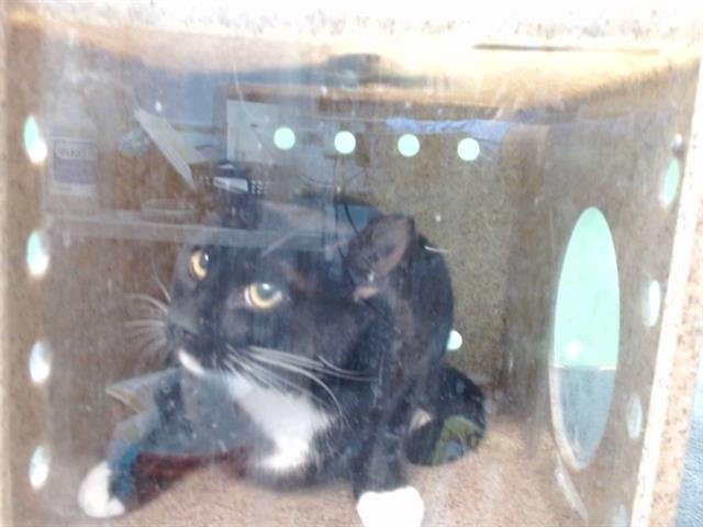 OREO - Domestic Short Hair available for adoption