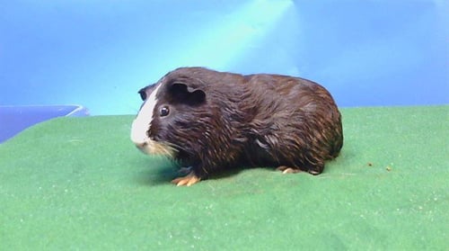 A5778426 - Guinea Pig available for adoption