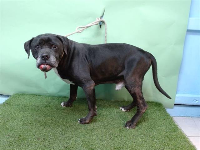 NOIR - Pit Bull Terrier available for adoption