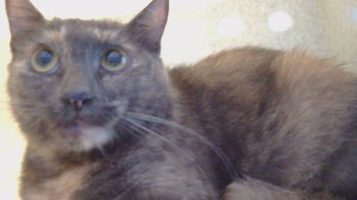 SARAH - Domestic Short Hair available for adoption