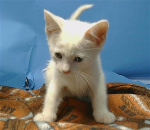 STEWIE - Domestic Short Hair available for adoption